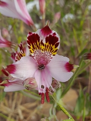 Alstroemeria pulchra