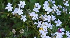 Ornithogalum