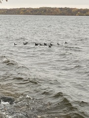 Fulica americana americana