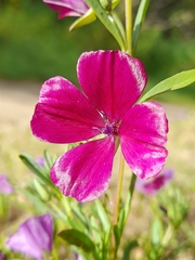 Clarkia tenella