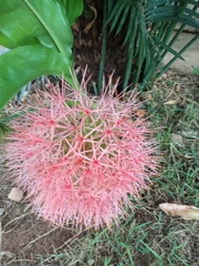 Scadoxus multiflorus