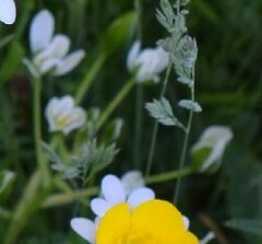 Ornithogalum