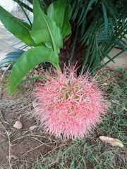 Scadoxus multiflorus