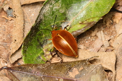 Ellipticus testaceus