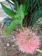 Scadoxus multiflorus