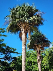 Copernicia baileyana