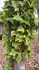 Hedera