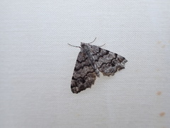 Macaria granitata