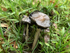 Coprinopsis atramentaria