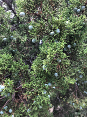 Juniperus californica