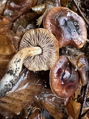 Tricholoma ustale
