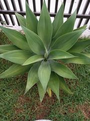 Agave mitis
