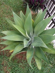 Agave mitis