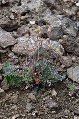 Potentilla uniflora