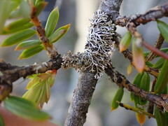 Hypogymnia hultenii