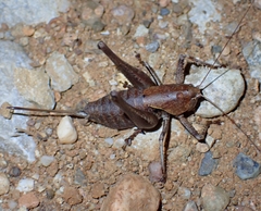 Thyreonotus corsicus