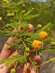 Vachellia aroma