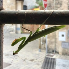 Mantis religiosa religiosa