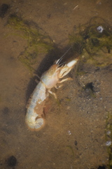 Upogebia pugettensis