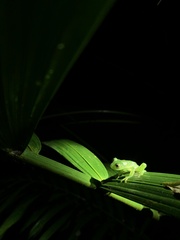 Espadarana prosoblepon