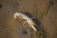 Upogebia pugettensis