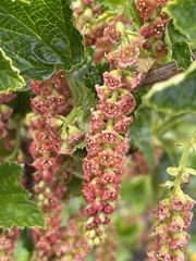 Ribes magellanicum
