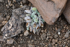 Oxytropis putoranica