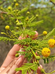 Vachellia aroma