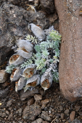 Oxytropis putoranica