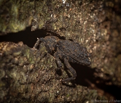 Poropterus variabilis