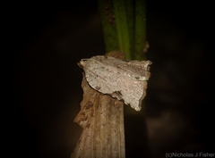 Meritastis ursina