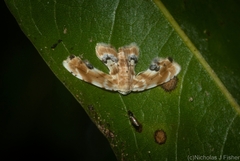 Holocryptis phasianura