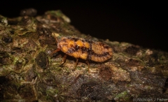 Monophlebidae