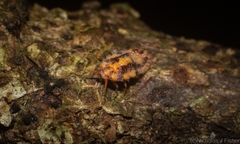 Monophlebidae