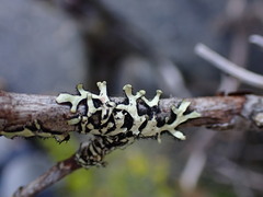 Hypotrachyna sinuosa