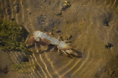 Upogebia pugettensis