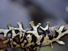 Hypotrachyna sinuosa