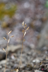 Draba hirta