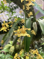 Oncidium