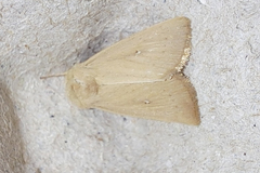Mythimna sicula