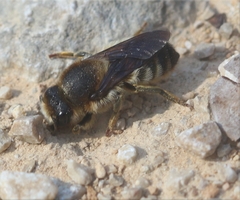 Megachile rufescens