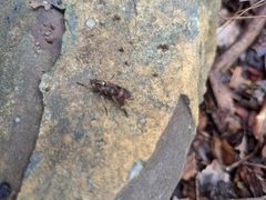 Therevidae