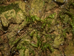 Neopantopsalis pentheter