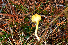 Hygrophorus lucorum
