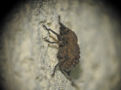 Brachycerus muricatus