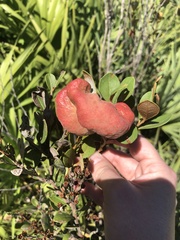 Lyonia fruticosa