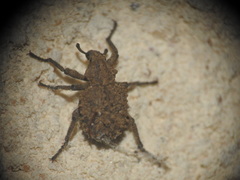 Brachycerus muricatus