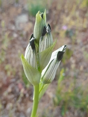 Chloraea bletioides
