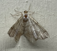 Macaria multilineata