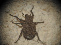 Brachycerus muricatus